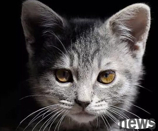 I was scratched and bitten by a cat, do I really need to get vaccinated?