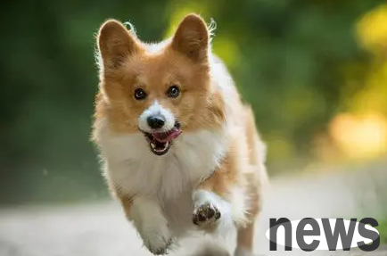 These 6 kinds of dogs can only be raised by