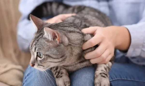 A comprehensive inventory of the top ten rumors to refute rumors! Don t let rumors hurt your cat!