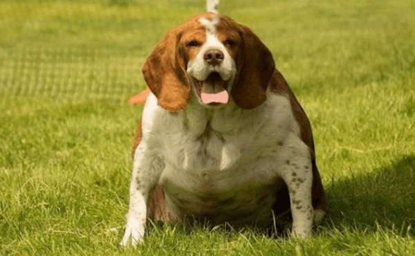 Four ways to lose weight in dogs