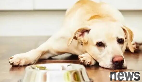 Frequent changes in food can easily cause diarrhea to the dog?