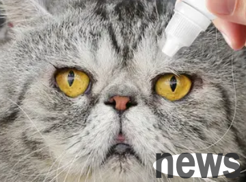 Does a cat have pus and yellow eyes in one eye? What does this mean?