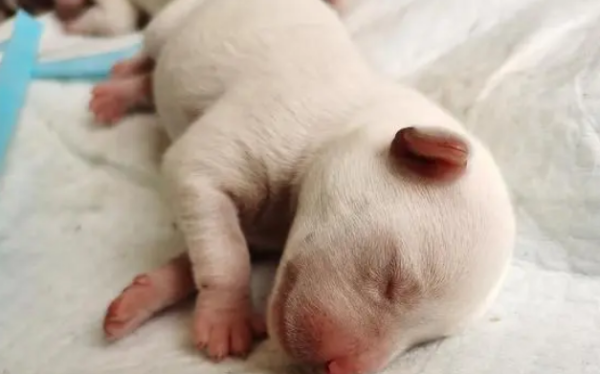 What should you pay attention to when a dog is born? Let’s find out, shit shovel officer.