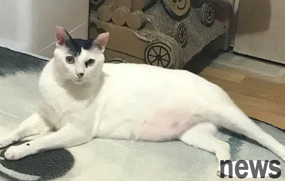 The cat’s weight increased 14 times after being adopted, and netizens wondered if it was not an orange cat