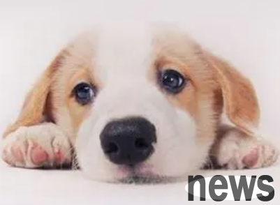 Let’s take a look at the reasons why dogs keep walking in circles!